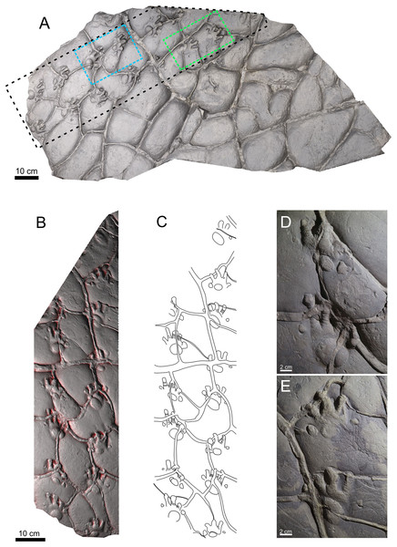 Trackway of Ichniotherium cottae, PM PAL113, convex hyporelief.