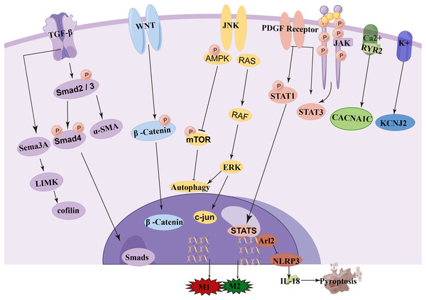 Signaling pathway of ncRNA in atrial fibrillation.
