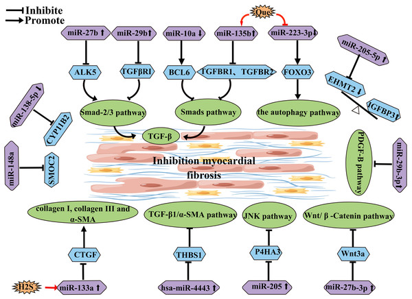 miRNA schematic diagram affecting and inhibiting atrial fibrosis development.