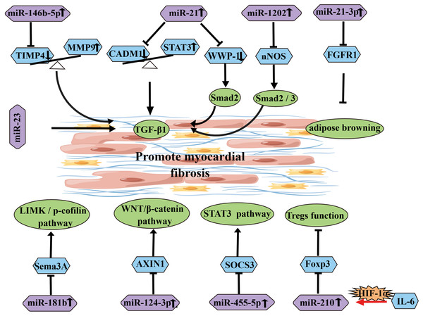 Diagram of miRNAs that influence and promote the development of atrial fibrosis.
