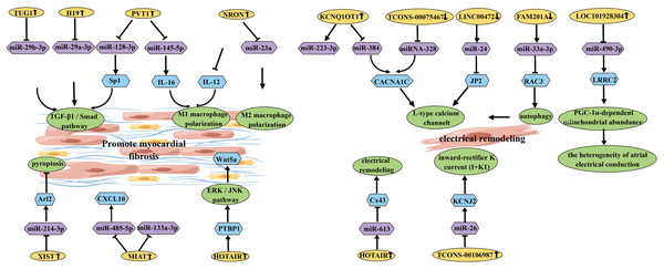 Schematic diagram of lncRNA affecting the occurrence and development of AF.