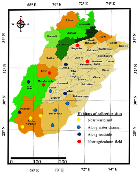 Map of Punjab showing collection sites of Parthenium hysterophorus L. sampled from different districts.