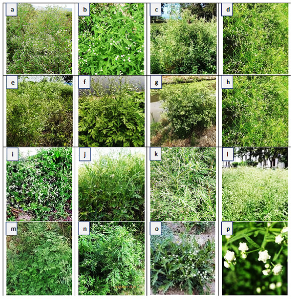 Habitat view and description of Parthenium hysterophorus L. populations collected from different ecological regions. (A)
