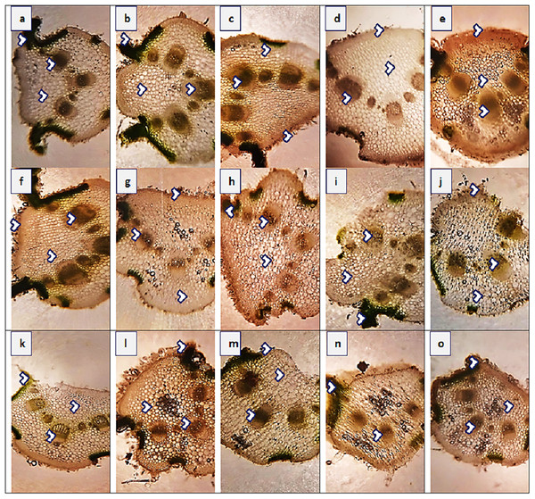 Leaf transvers sections of Parthenium hysterophorus L. populations collected from different ecological regions.