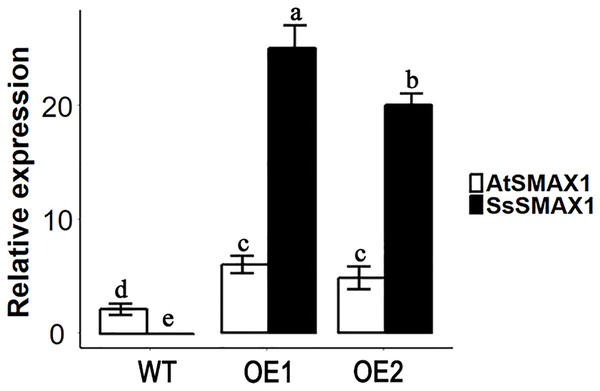 Expression level of AtSMAX1 and SsSMAX1 in Arabidopsis.