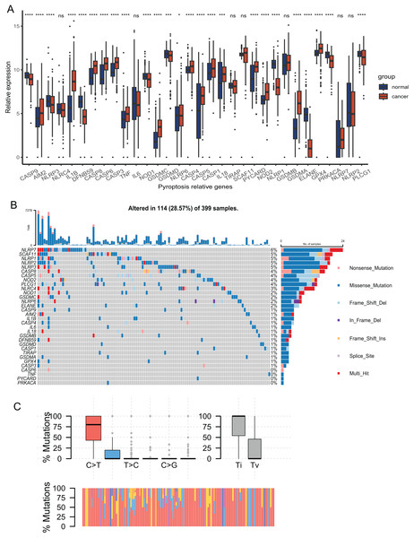 Expression and mutation profiles s of the 33 pyroptosis-related genes.