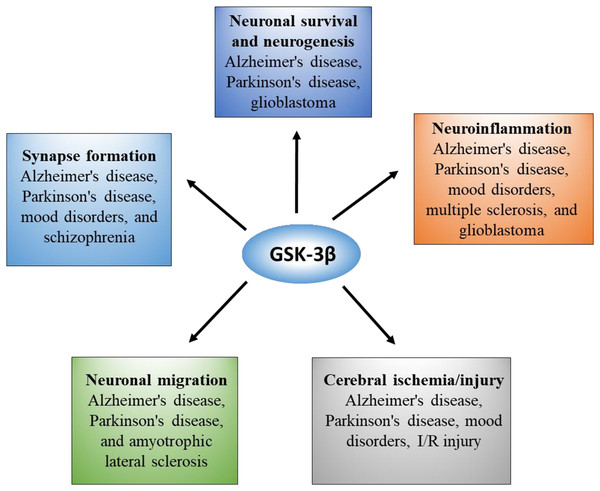 Overview of GSK-3β functions and correlated diseases in the brain.