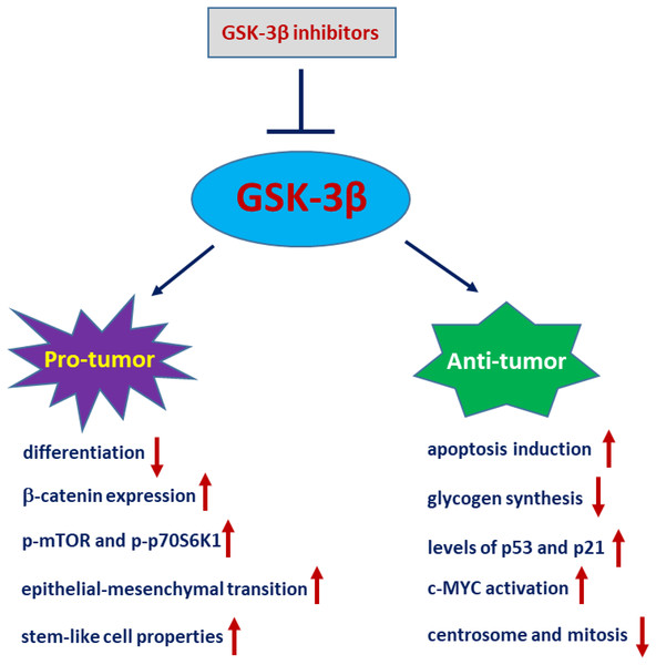 GSK-3β plays a paradoxical role in glioblastoma.