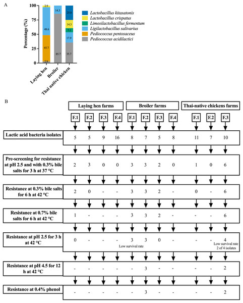 Distribution of LAB species recovered from three types of chicken production (A) and the experimental design for selecting lactic acid bacteria resistance to low acid, high bile salt concentrations and 0.4% phenol (B).