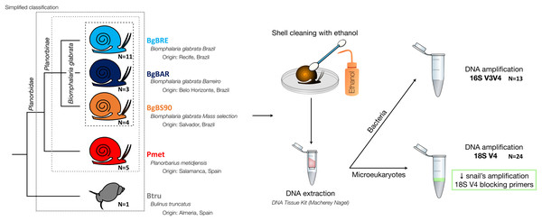 Microbiota samples from three snail species.