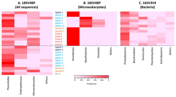 Proportion of sequences for 18SV4BP and 16SV3V4.