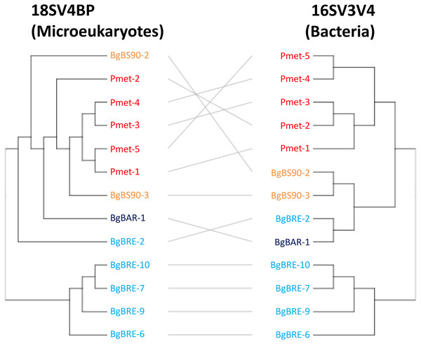 Clustering of microbial communities using 18SV4BP and 16SV3V4.