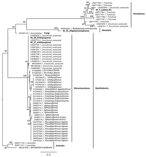 Maximum-likelihood phylogenetic tree of microeukaryotic sequences.