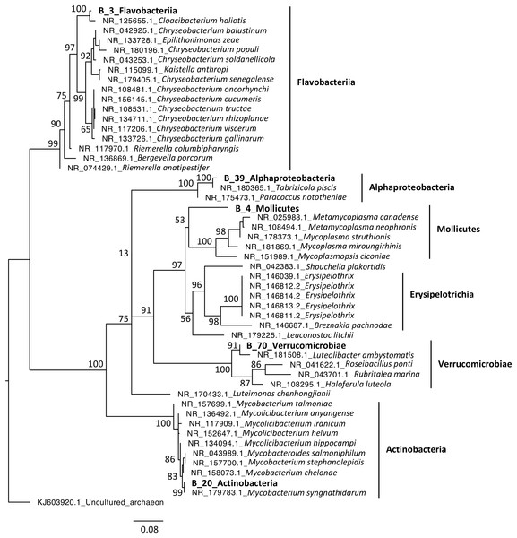 Maximum-likelihood phylogenetic tree of bacterial sequences.