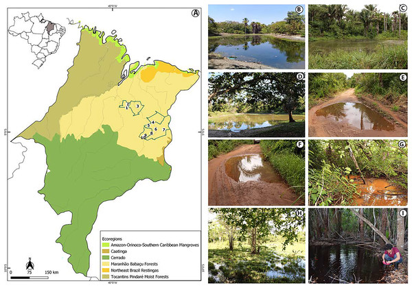 View of the study area in the eastern Maranhão, mid-north region of Brazil.