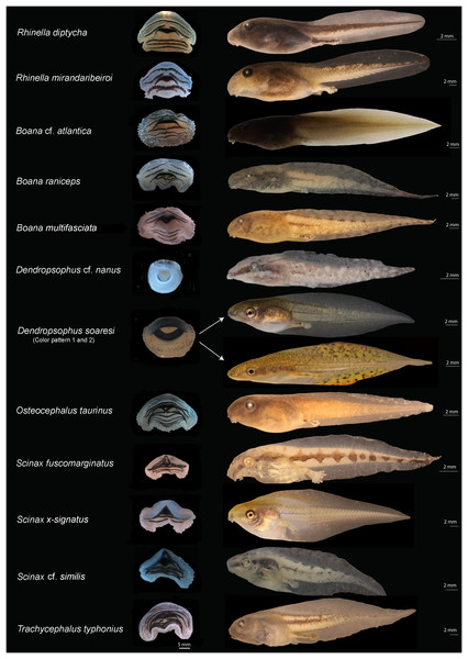 Oral disks (right) and lateral view (left) of the tadpoles of eastern Maranhão, mid-north region of Brazil.