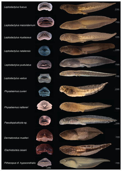 Oral disks (right) and lateral view (left) of the tadpoles of eastern Maranhão, mid-north region of Brazil.