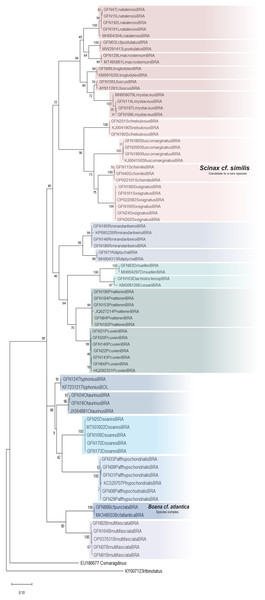 Maximum Likelihood tree of the mitochondrial gene rRNA 16S.