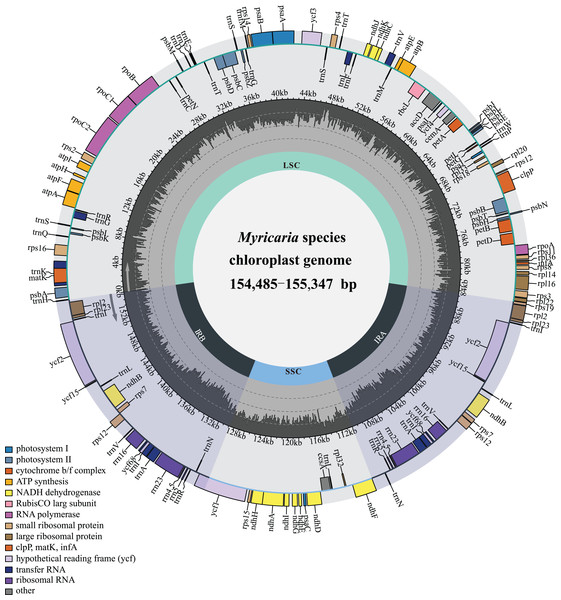 Gene map of the complete Myricaria plastome.