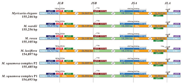 Comparison and visualization of the boundaries of the IR, SSC and LSC regions among six Myricaria chloroplast genomes.