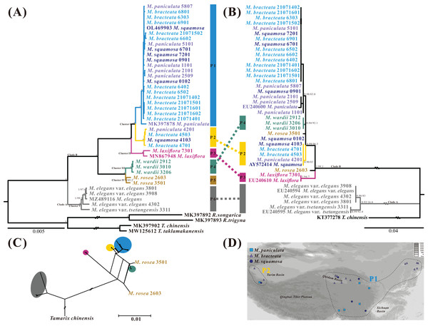 Phylogenetic relationships of 39 Myricaria plastome accessions (A, left) and 40 ITS sequences (B, right) inferred from Maximum Likelihood (ML) and Bayesian Inference (BI) trees, a consensus network of the ITS and plastome ML trees generated using the Consensus Network method in SplitTree4 (C), and a distribution map of M. squamosa complex samples (D).