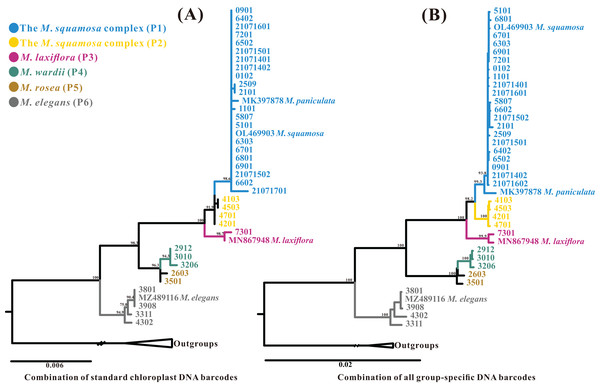 Phylogenetic relationships generated through ML analysis of the standard plastid DNA barcode combination (A, matK+rbcL+trnH-psbA+trnL-F) and a group-specific DNA barcode combination (B, consisting of 11 highly-variable regions–trnK-rps16+rps16-trnQ+psbI-trnG+trnQ-atpA+rpoB-petN+psbM-trnY+ndhF-rpl32+rpl32-trnL+rps32-ccsA+rps15-ycf1+partial ycf1).