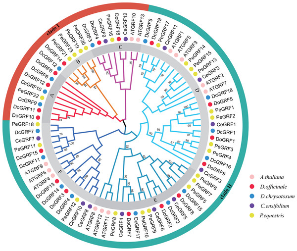 Phylogenetic relationships of GRF genes in D. officinale, D. chrysotoxum, A. thaliana, C. ensifolium and P. equestris.