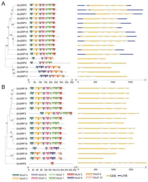Phylogenetic relationships, conserved motifs and exon-intron structures of GRF genes in D. officinale (A) and D. chrysotoxum (B).