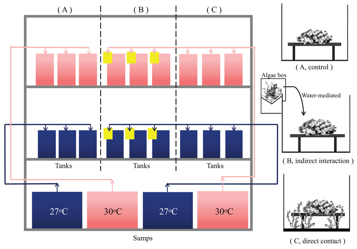 Competitive effects of the macroalga Caulerpa taxifolia on key