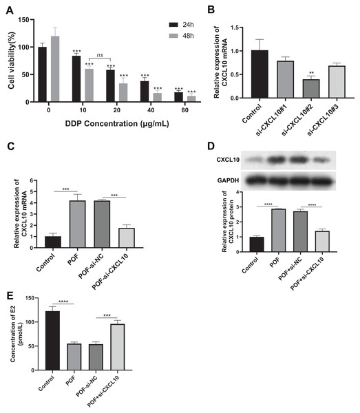 CXCL10 affects the secretion of follicle-stimulating hormone and estradiol in KGN POF model cells.