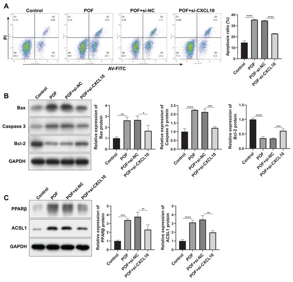 CXCL10 affects the apoptosis and the peroxisome proliferator–activated receptor (PPAR) signaling pathway in KGN cell model of polycystic ovarian failure (POF).