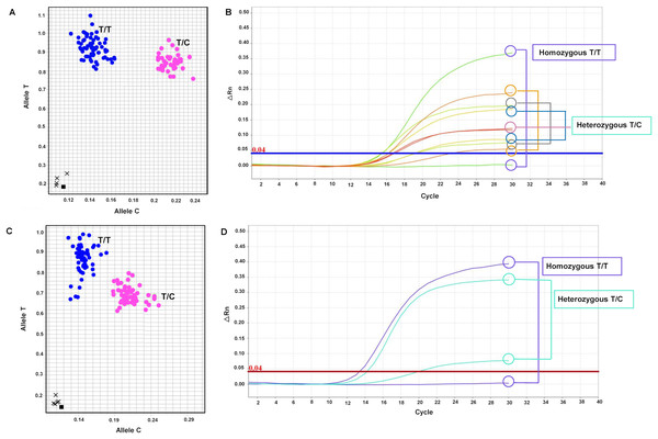 Allelic discrimination plots and amplification plots of the polymorphic SNP markers.