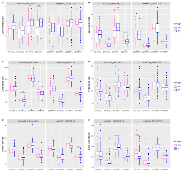 Boxplots showing the effect of the SNP markers, including mSoSUS1_SNPCh10.T/C and mSoKAN1_SNPCh7.T/C associated with cane yield components.