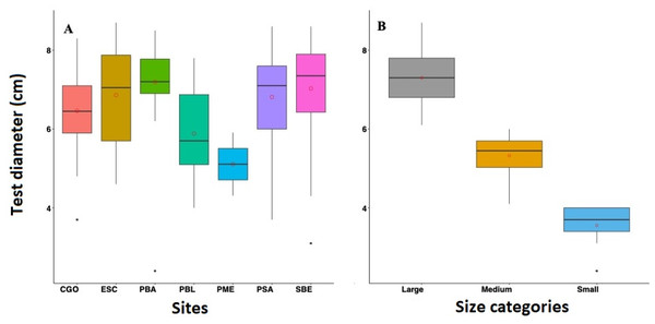 Boxplot showing the test diameter of Diadema antillarum in 2022 across the study sites (A) and by size categories (B).