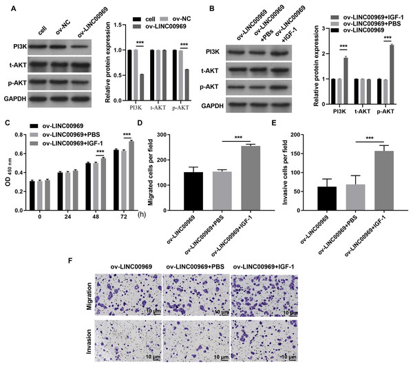Activation of the PI3K/AKT pathway can alleviate the repressive effect of LINC00969 overexpression on MCF-7 cells.