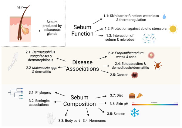 Major topics and subtopics covered in our review comprising: (1) sebum function in mammals, (2) mammalian skin diseases associated with sebaceous glands, and (3) factors influencing sebum composition and quantity among mammals.