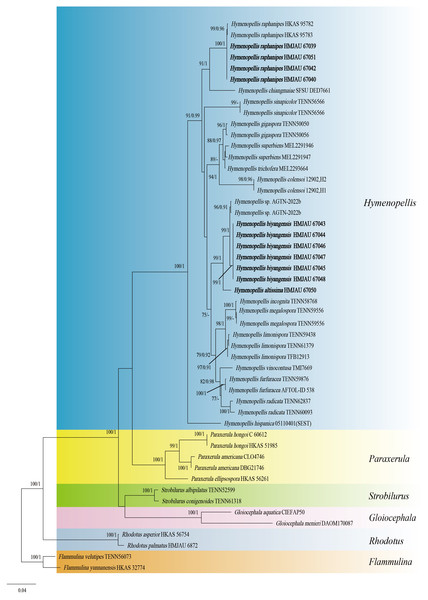 Phylogenetic tree constructed from the combined ITS and nrLSU dataset using ML methods.