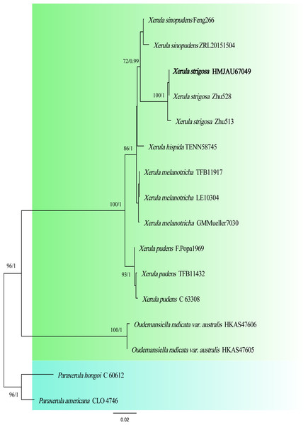 Phylogenetic tree constructed from the combined ITS and nrLSU dataset using ML methods.