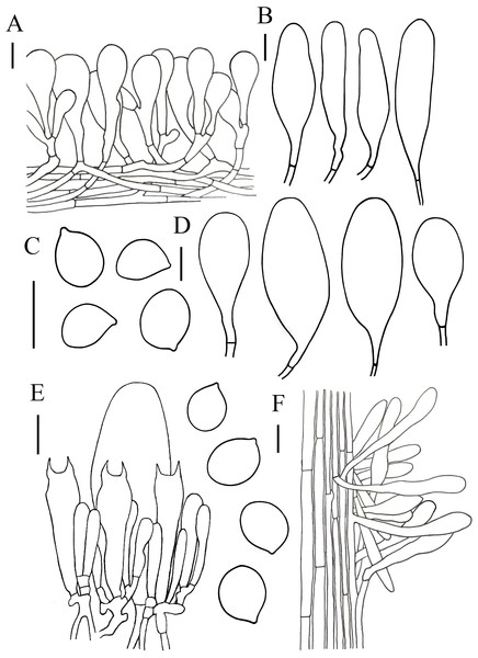 Microscopic features of Hymenopellis biyangensis..