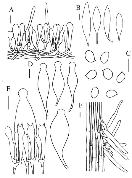 Microscopic features of Hymenopellis raphanipes..