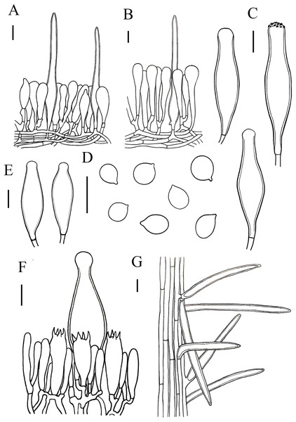 Microscopic features of Xerula strigosa..