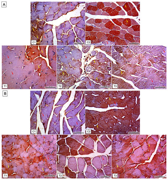 Immunohistochemistry results for NF-κB and HSP 70 expressions in the gastrocnemius muscle tissue of mice in each group.
