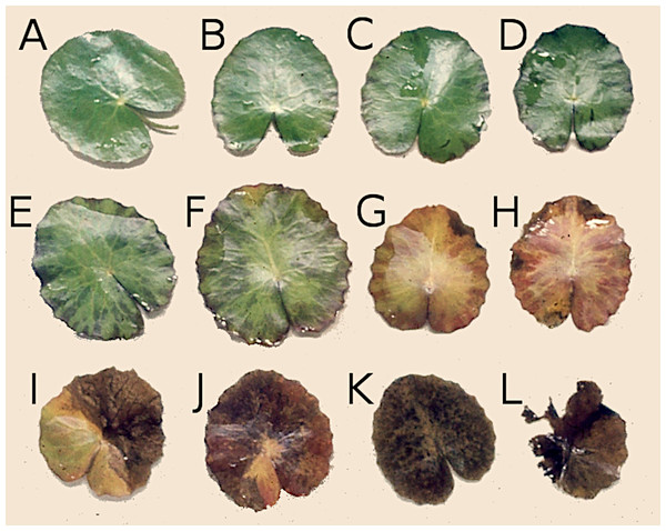 Successive stages of decomposition of floating Nymphoides peltata leaf blades.