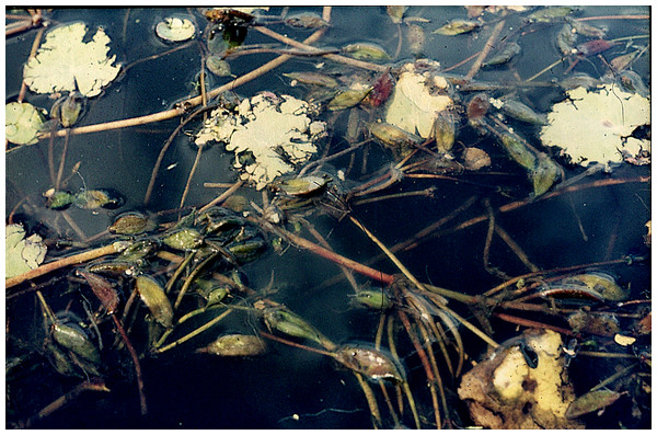 Damage patterns caused by Cricotopus trifasciatus on floating leaves of Nymphoides peltata and floating seed pods of N. peltata.