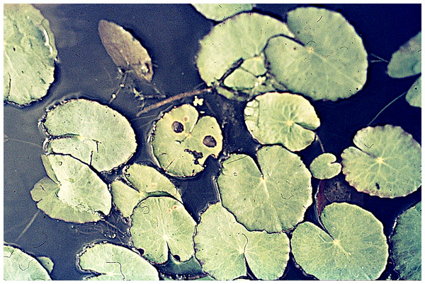 Damage spots (leaf spot disease) caused by Septoria villarsiae on a Nymphoides peltata leaf.