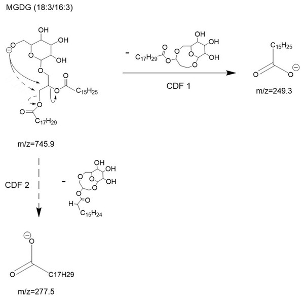 Proposed collision- induced dissociation (CID) pathways of MGDG (18:3/16:3) after electrospray ionization showing the direct formation of [R1COO]− and [R2COO]− ions via CDF 1 and 2 processes, respectively.