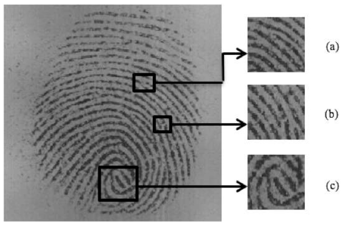 Fingerprint Image Enhancement Using Multiple Filters [PeerJ]