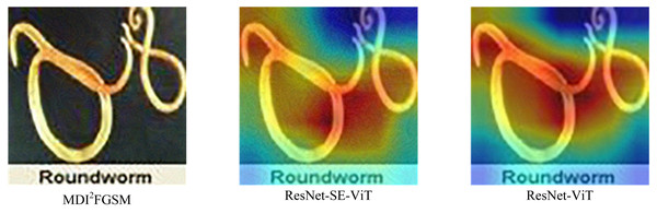 Differences in feature extraction between ResNet-SE-ViT and ResNet-ViT.