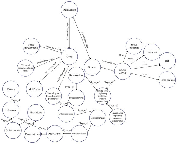 Graph model schema of COVID-19 hierarchy.