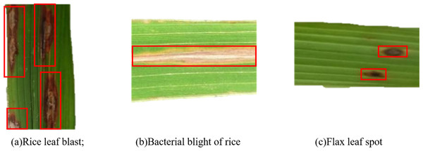 Pictures of rice leaf diseases.